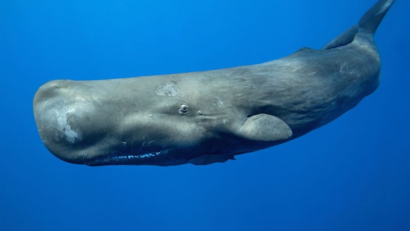Sperm whale