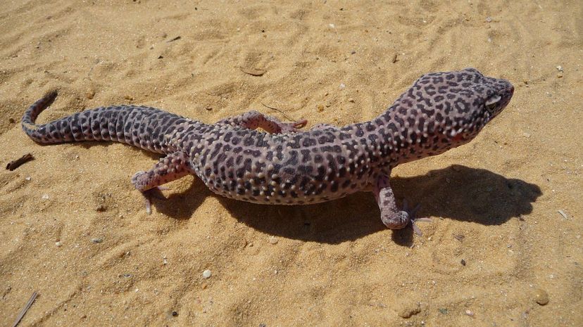 Leopard gecko