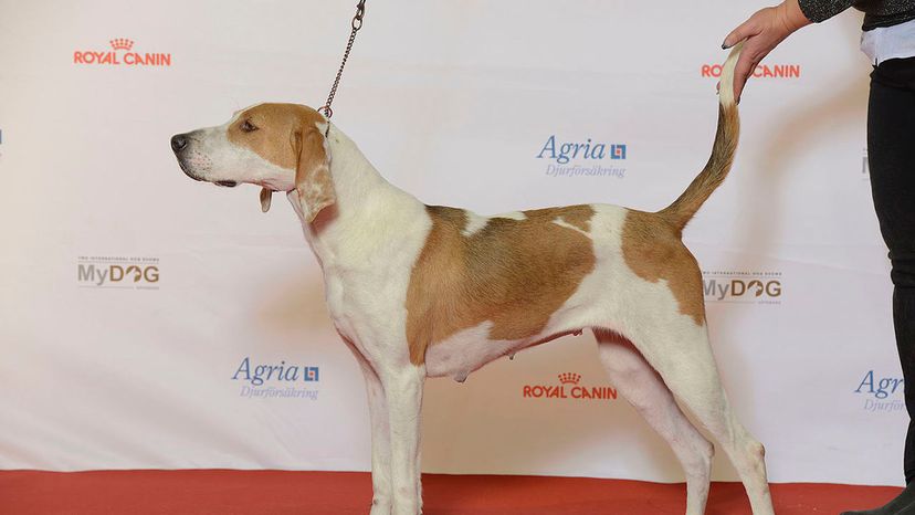 American Foxhound