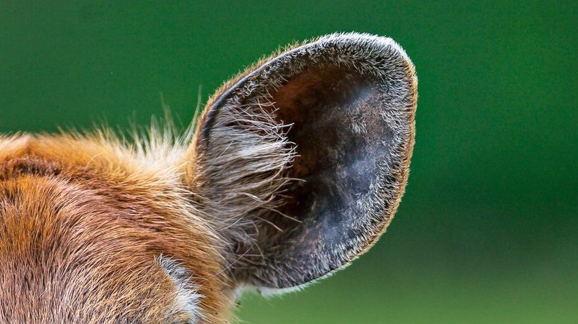 Can You Identify This Animal by Its Ears?