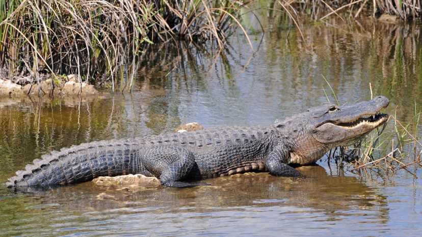 American alligator