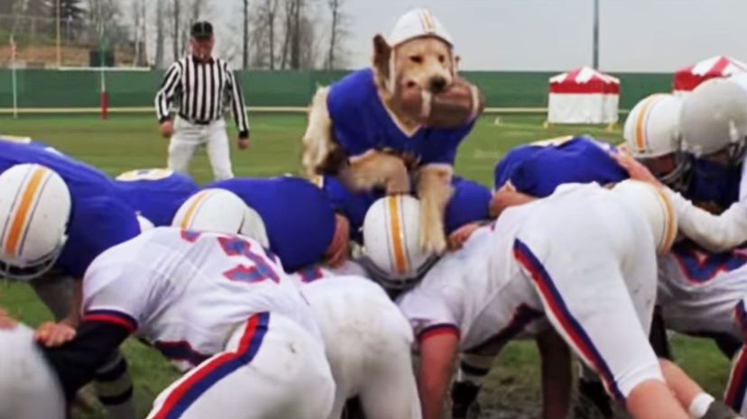 Air Bud- Golden Receiver