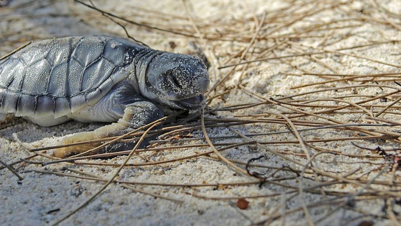 Flatback Sea Turtle