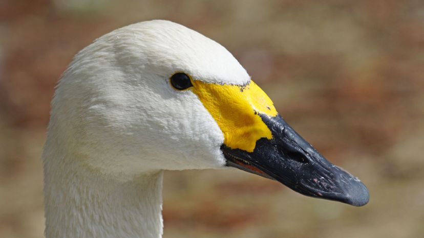 Tundra Swan
