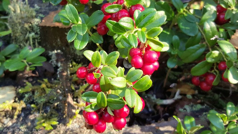 Lingonberry