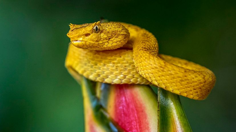 8 Eyelash Viper