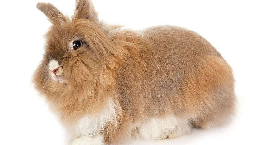 Lionhead Rabbit