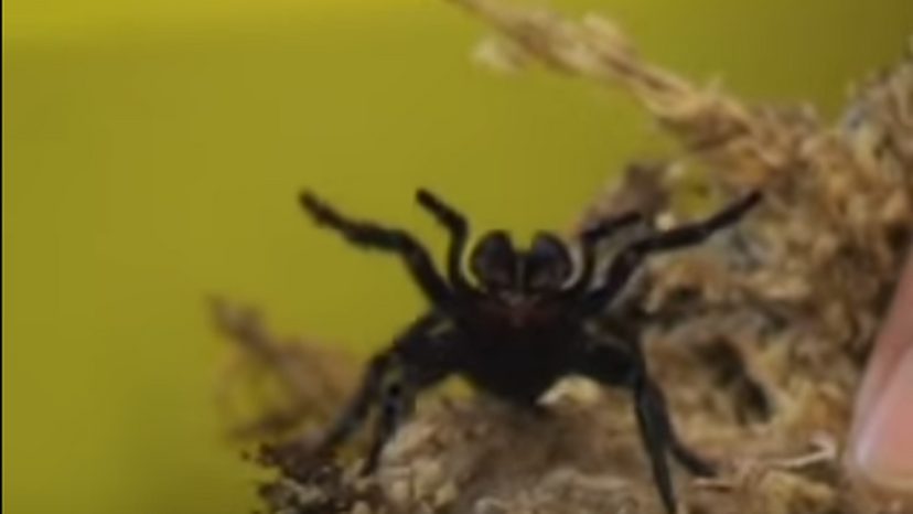 Northern Funnel Web Spider