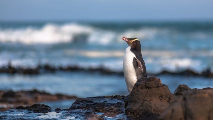 Yellow-eyed penguin