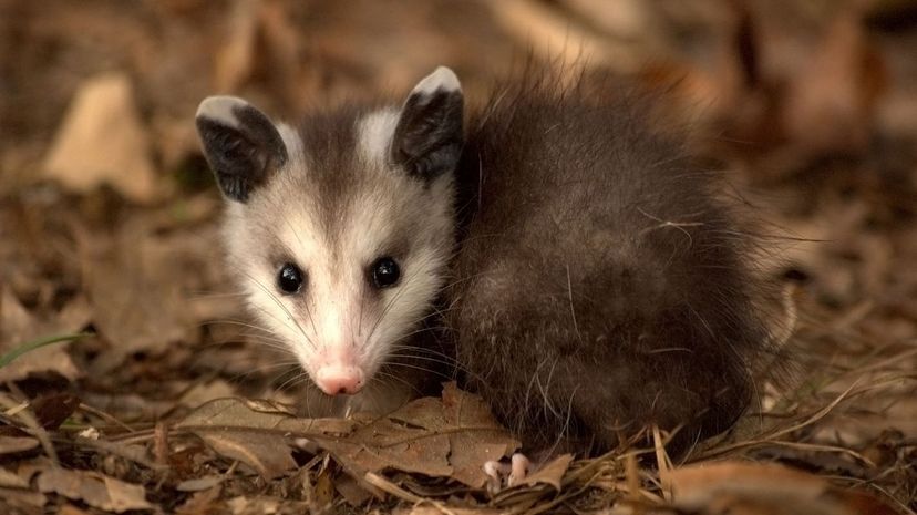 Opposum＂border=