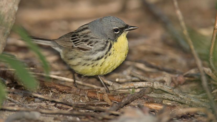 Kirtland's_Warbler