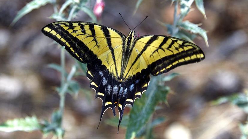 Two tailed Swallowtail butterfly