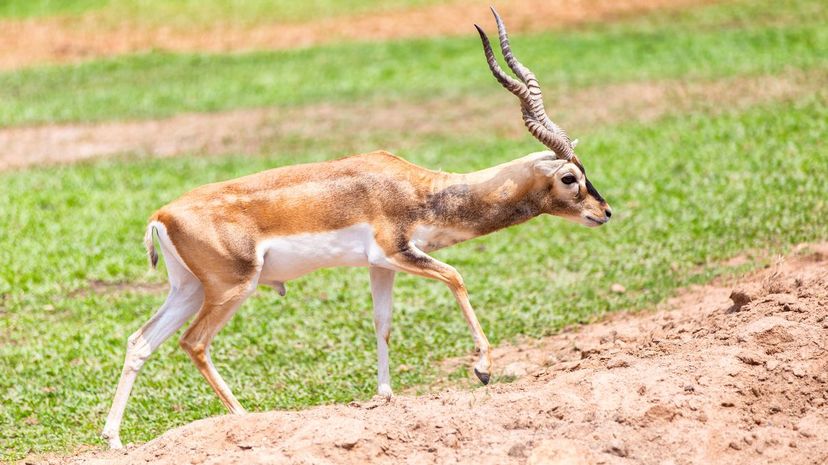 Springbok