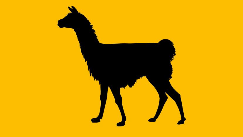 llama