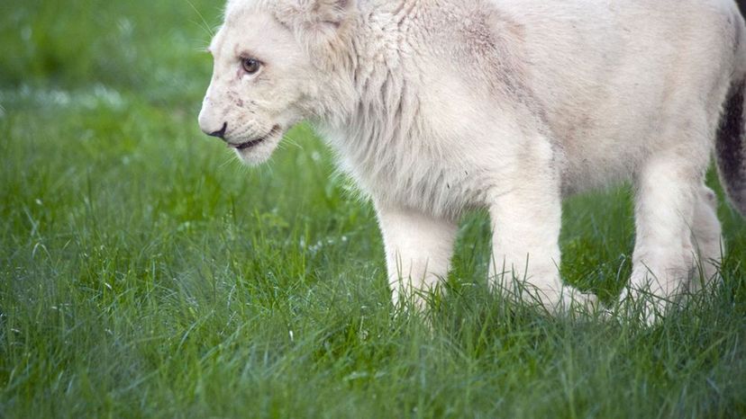 The White Lion