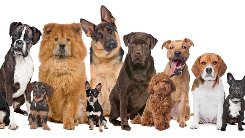 Dog breed outlet id