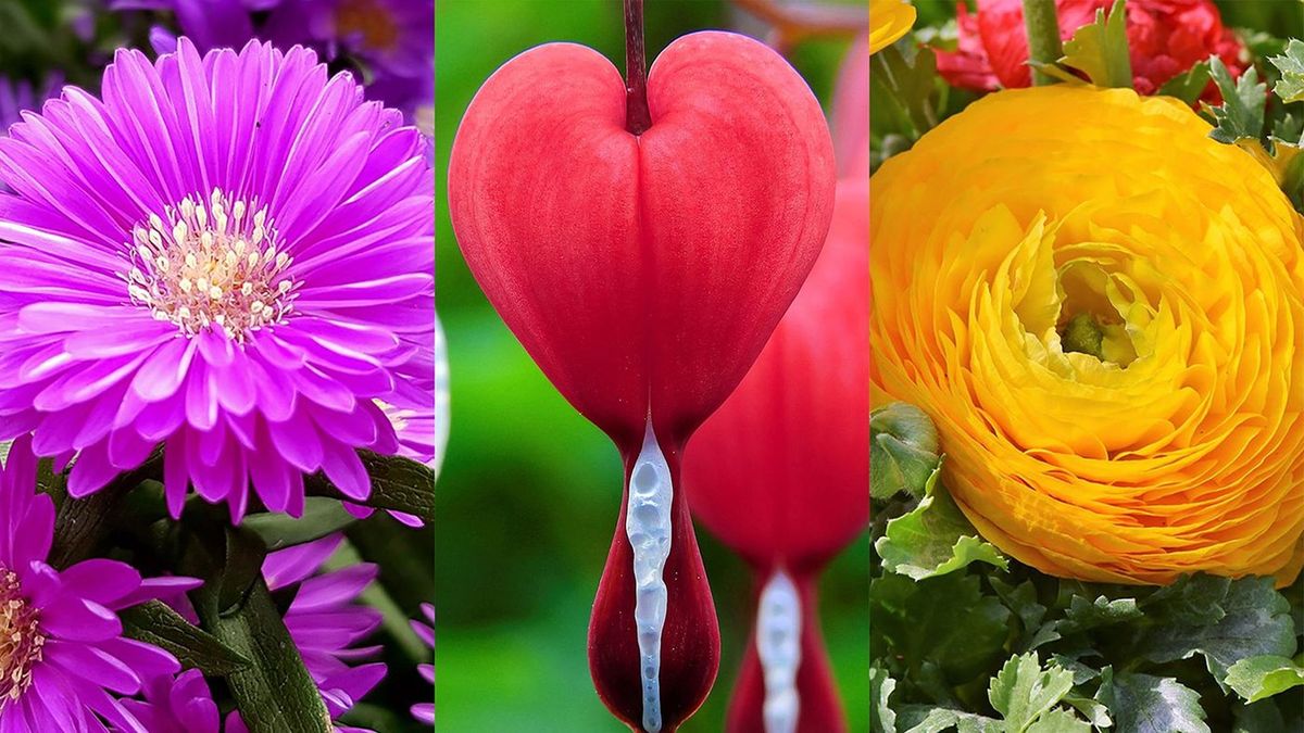 Do You Know How Much Sun These Flowers Need? Zoo