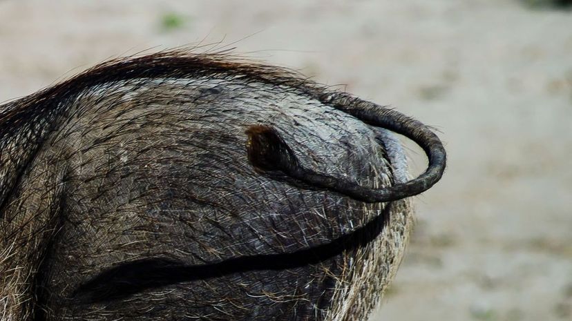 Common warthog tail