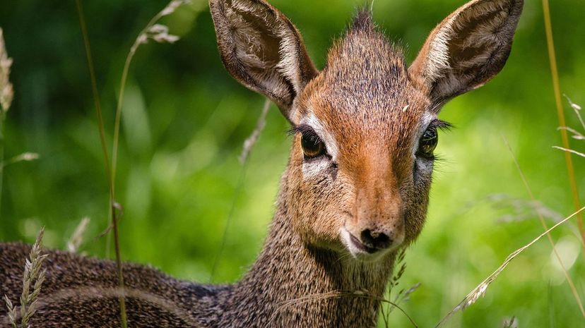 Dik-Dik