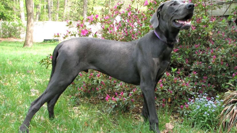 Great Dane