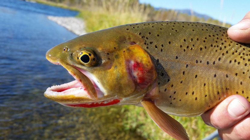 Yellowstone cutthroat trout