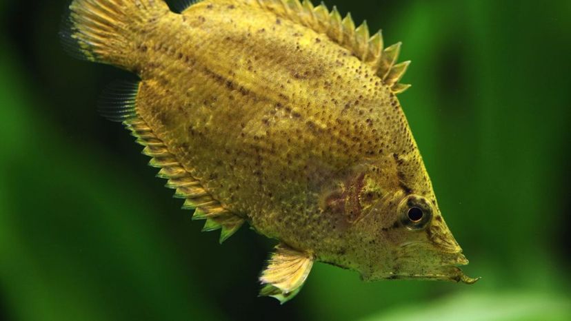 South American Leaf Fish