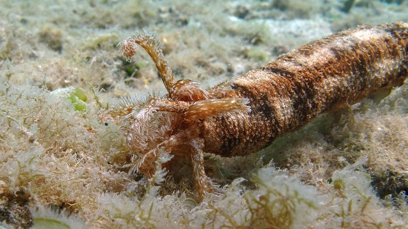 Snake Sea Cucumber