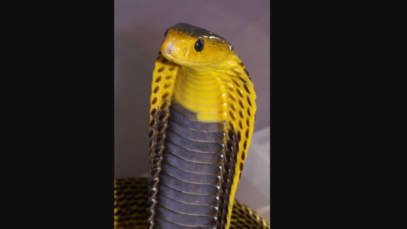 Samar cobra
