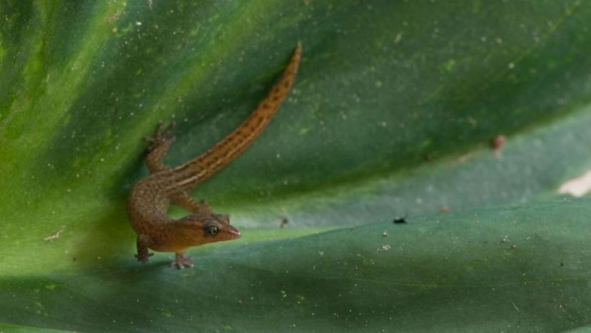 Virgin Islands Dwarf Sphaero