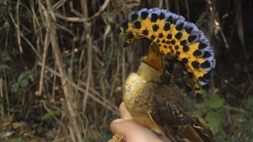 Amazonian royal flycatcher