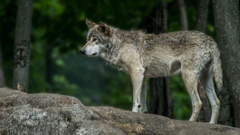 Gray wolf on rock