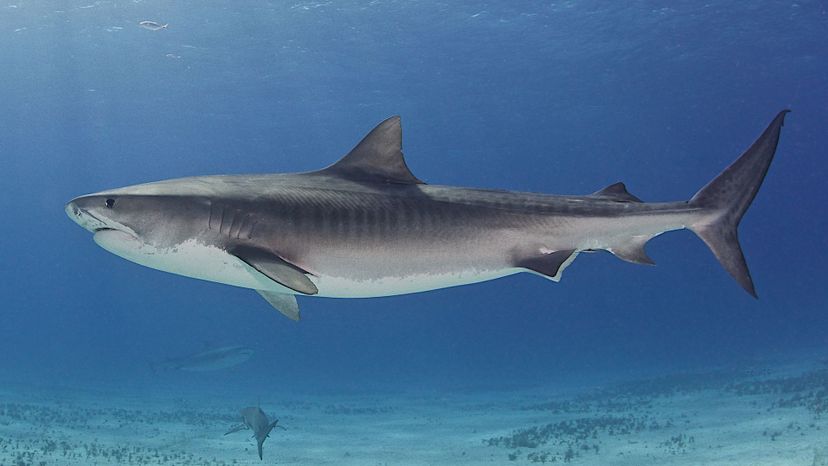 Tiger shark