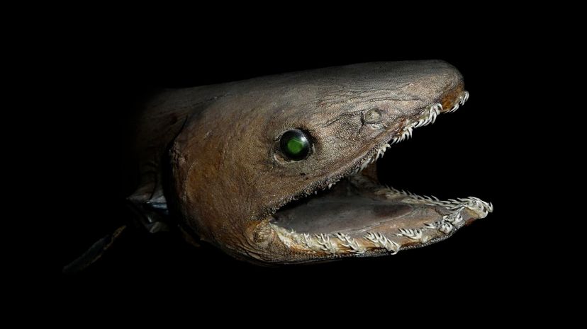 Frilled shark