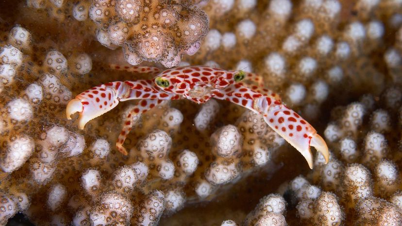 Red spotted coral crab