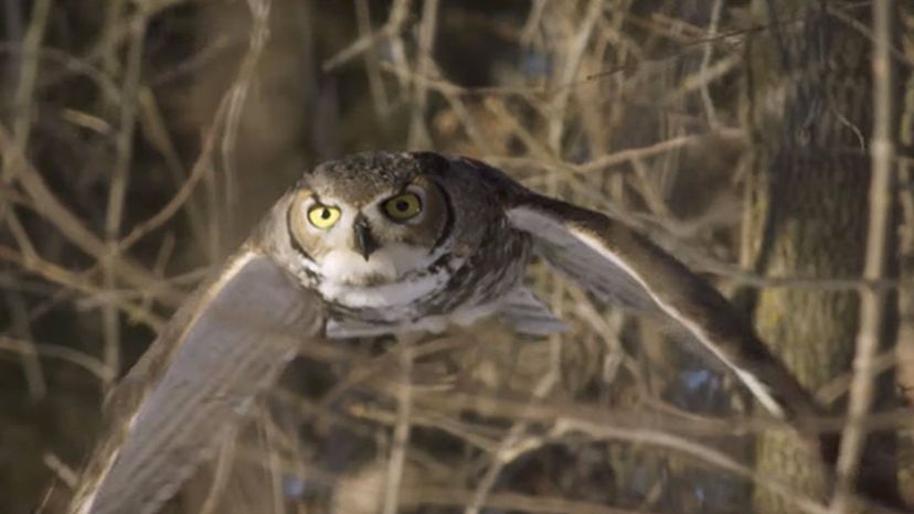 Great Horned Owl