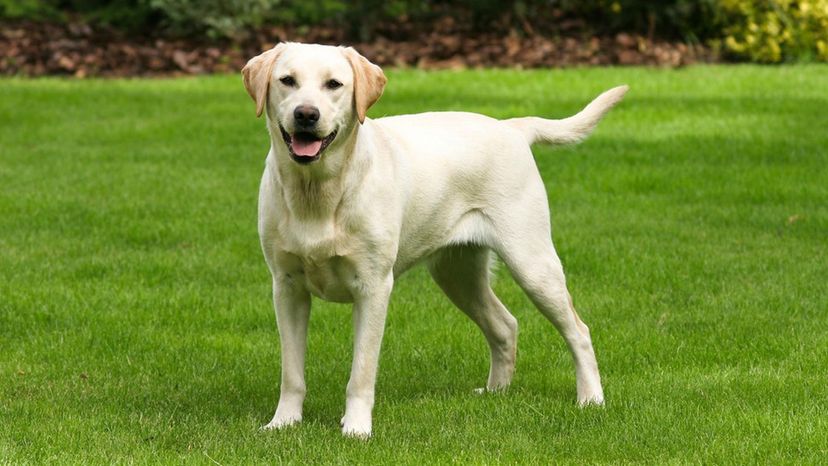 Labrador