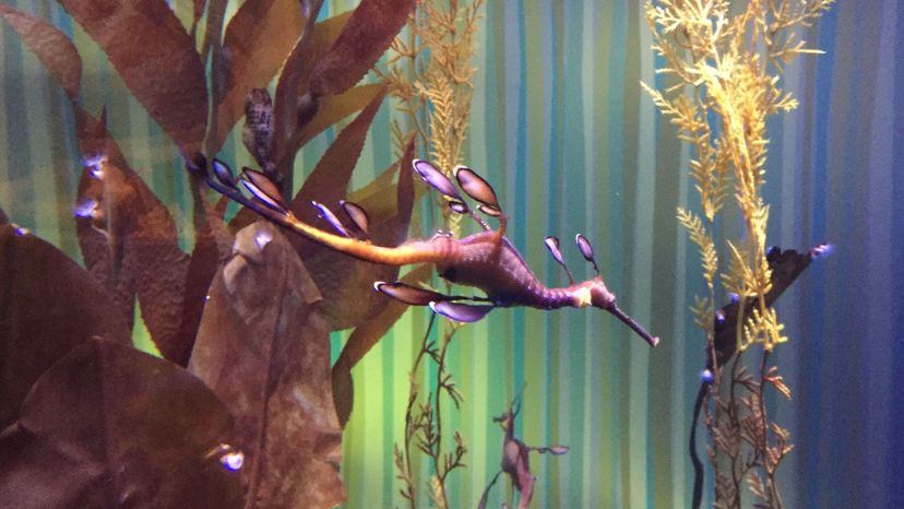 Common Seadragon