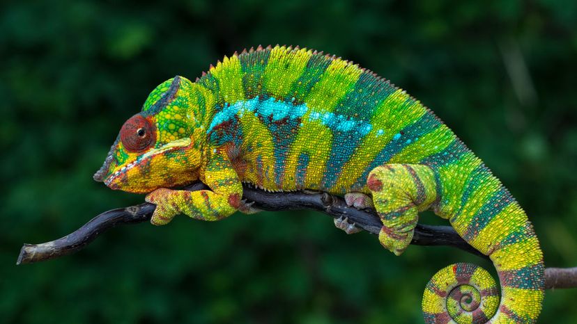 Chameleon