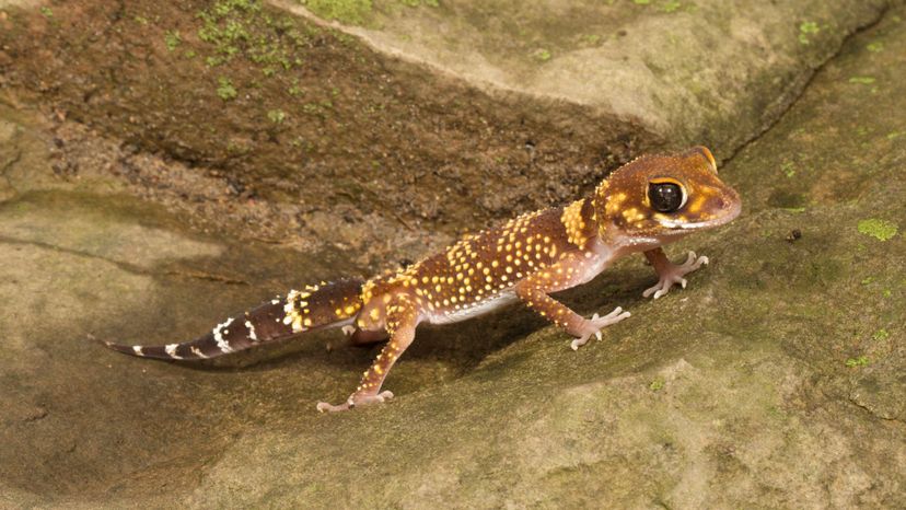 Thick-tailed Gecko