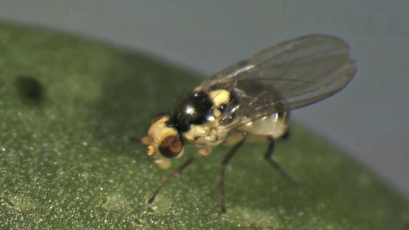 leafminer