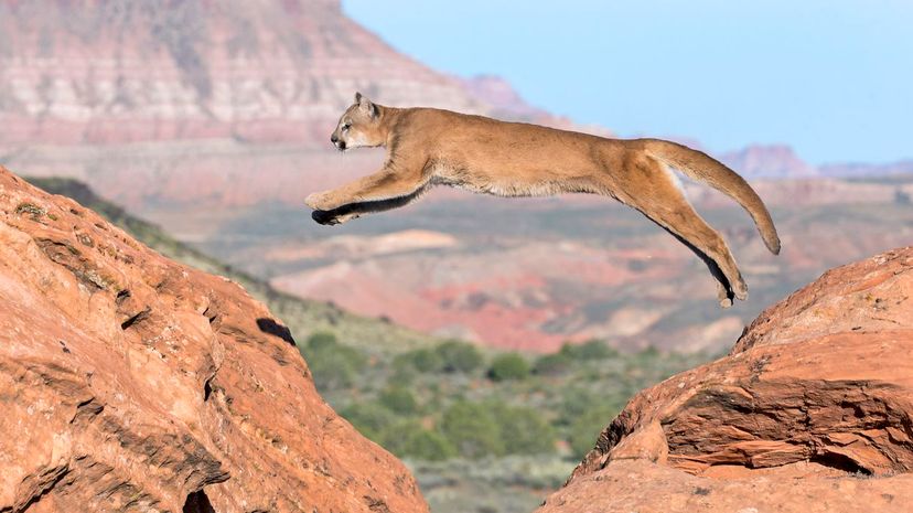 Mountain lion