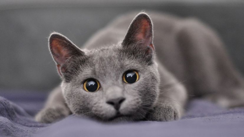 Russian Blue