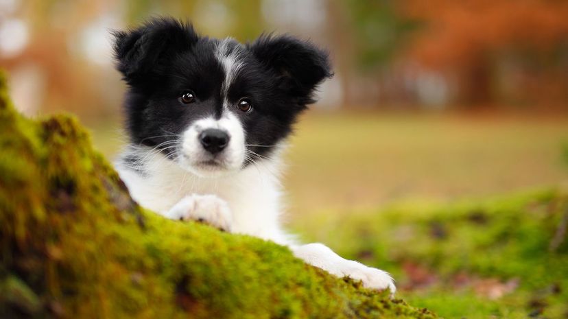24 border collie puppy GettyImages-911645596