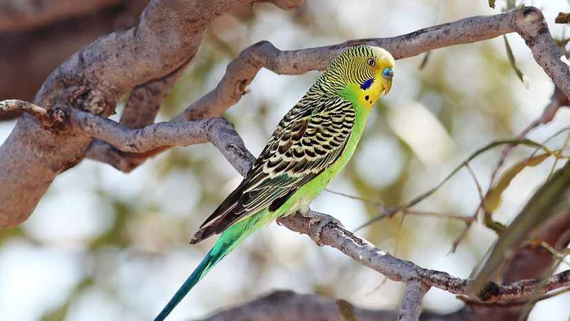 Budgerigar