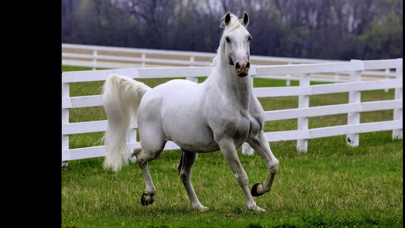 Lipizzan