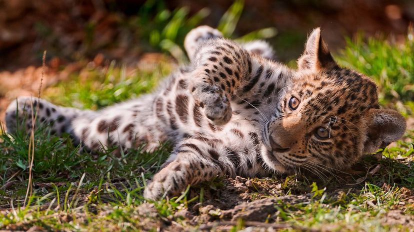 14 jaguar cub