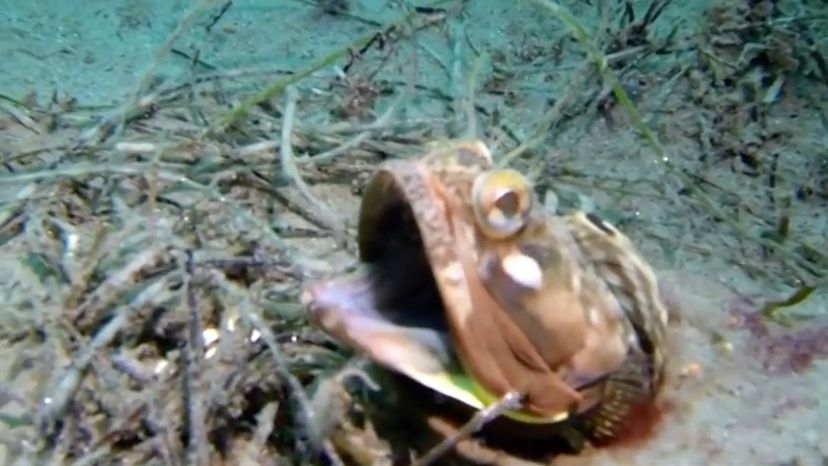 Sarcastic fringehead 