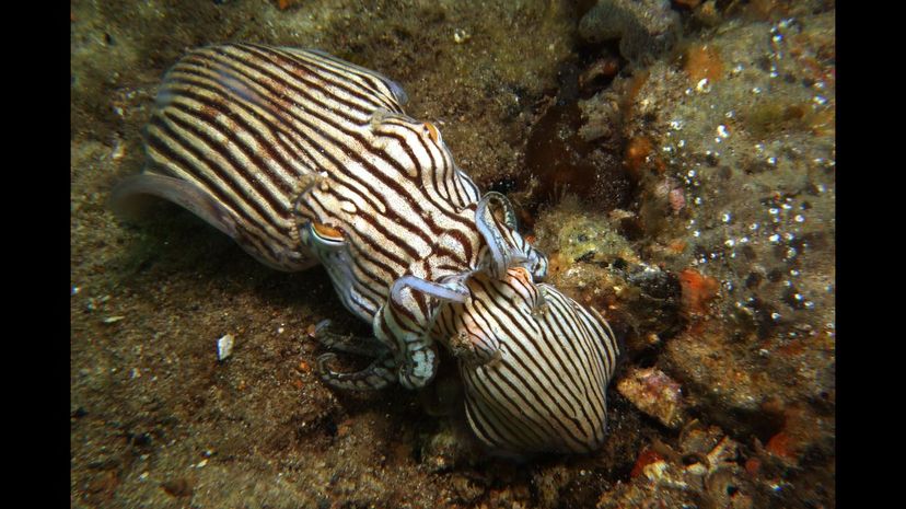 Striped pyjama squid