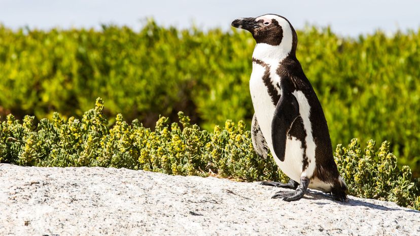 African penguin