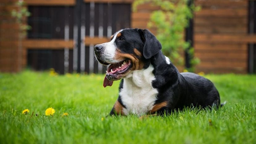 Greater Swiss Mountain Dog